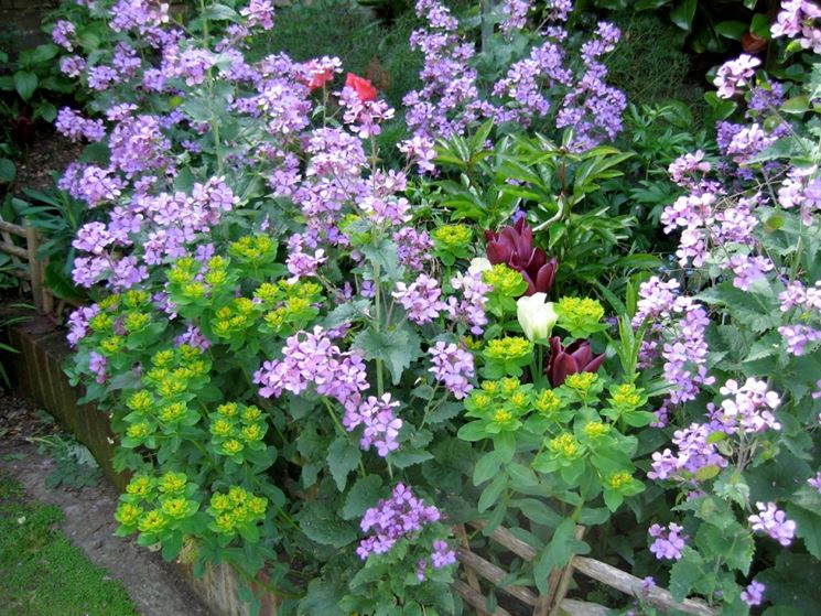 Fiori da giardino perenni