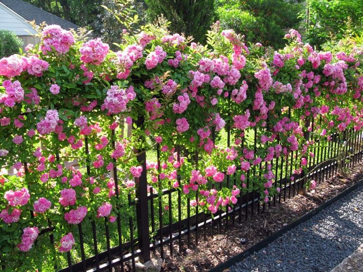 Fiori da giardino rampicanti