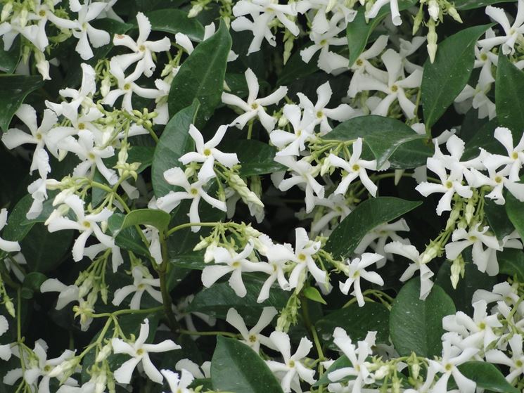 Fiori e foglie di Gelsomino rampicante