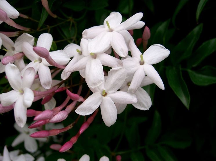 Fiori di Gelsomino rampicante