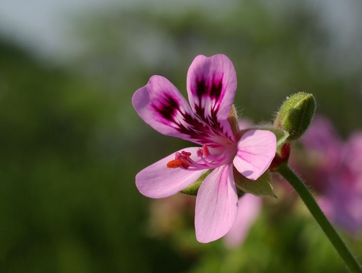 Fiore geranio