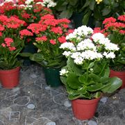 Variet di Kalanchoe