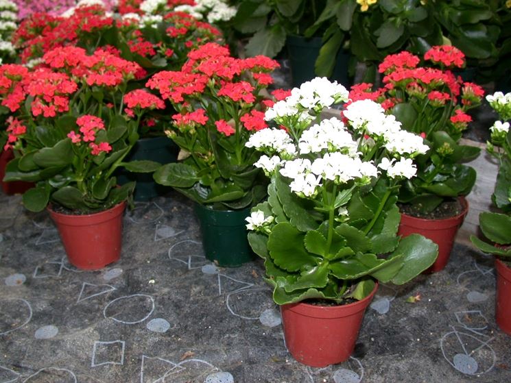 Variet di Kalanchoe