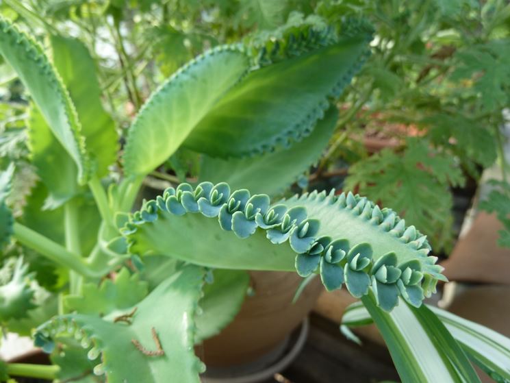 Variet di Kalanchoe Daigremontiana