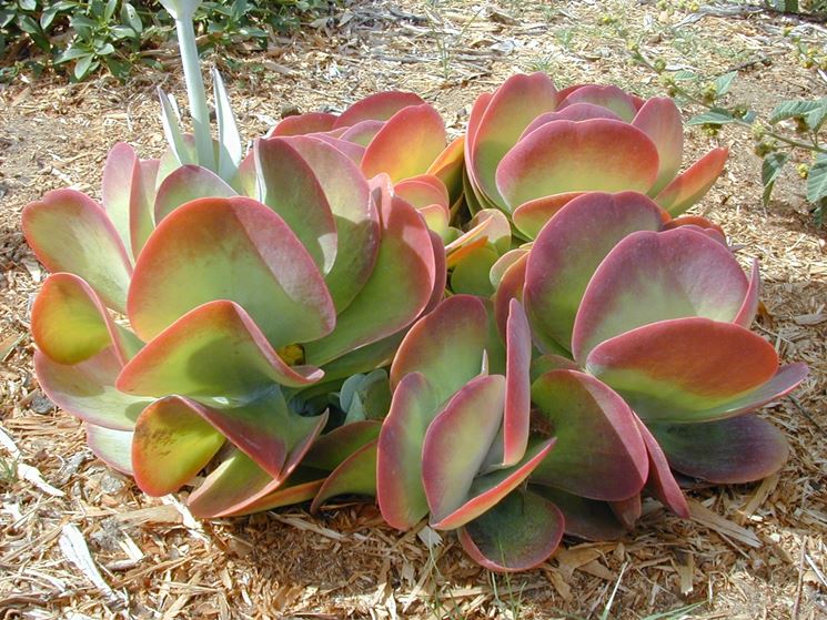 Kalanchoe Luciae 