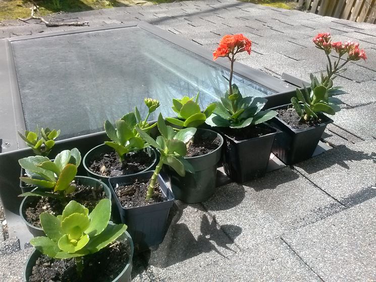 Piccoli esemplari di Kalanchoe