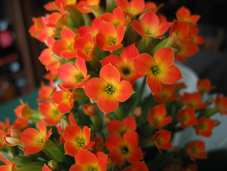 kalanchoe