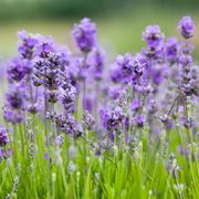 Campo lavanda