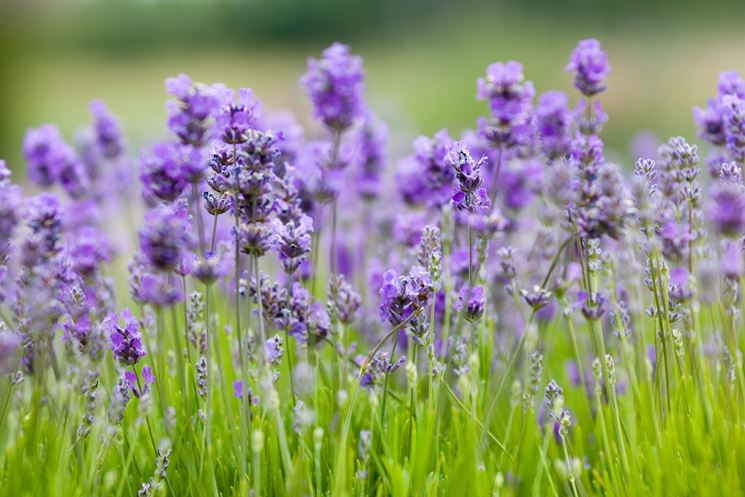 Campo lavanda