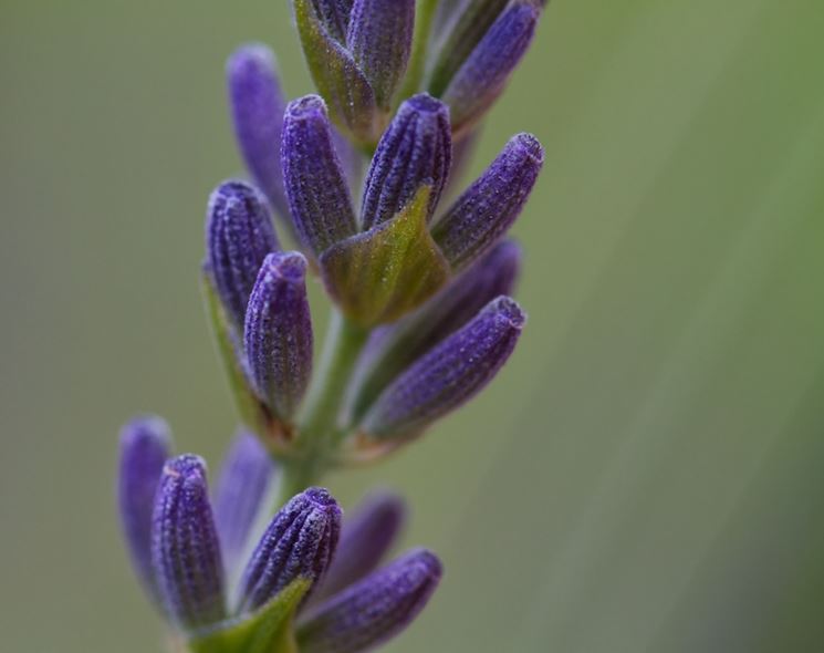 Fiore lavanda