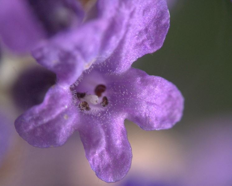 Fiore di Lavanda aperto