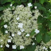 fiore ortensia rampicante