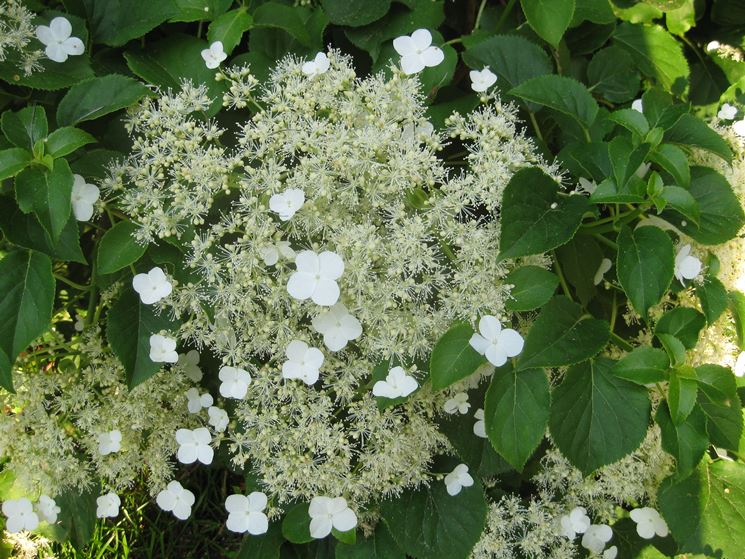 fiore ortensia rampicante