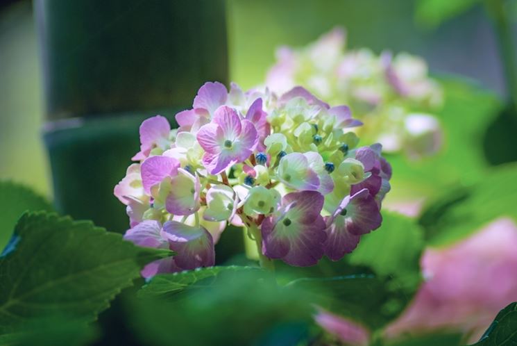 Hydrangea macrophylla