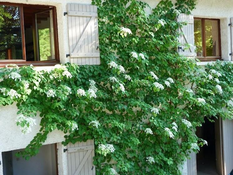 Hydrangea anomala petiolaris