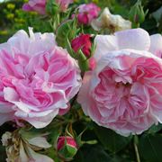 Fiori rosa di Peonie