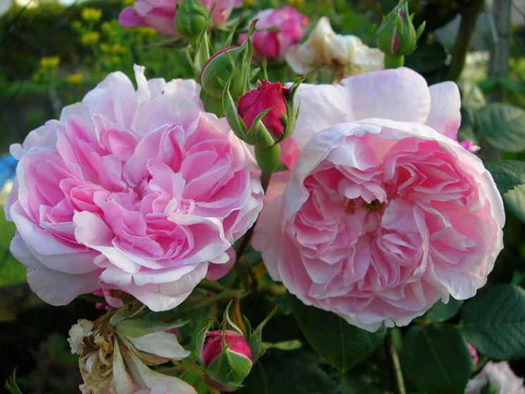 Fiori rosa di Peonie