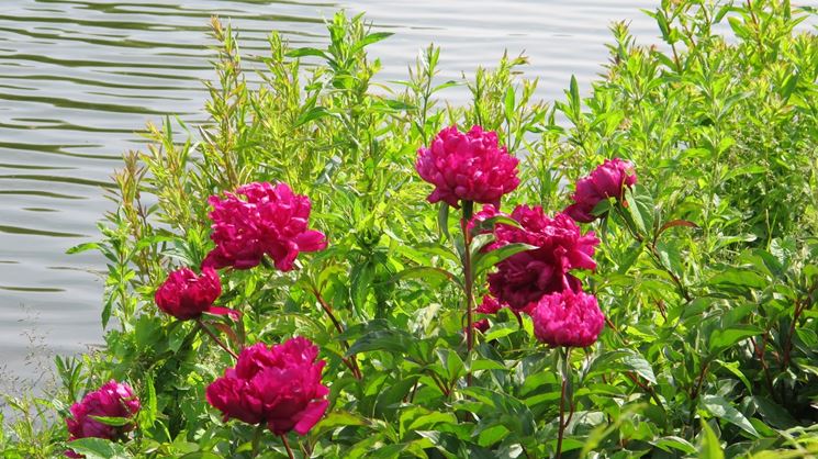 Peonie di colore rosa