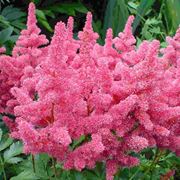 Fiori astilbe