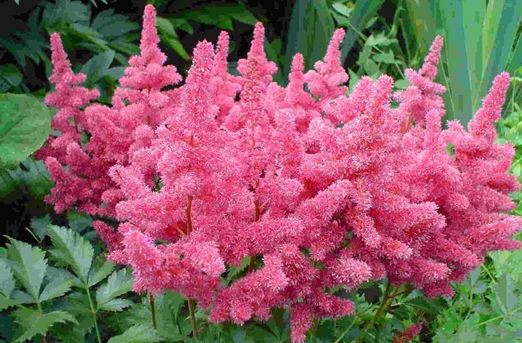 Fiori astilbe