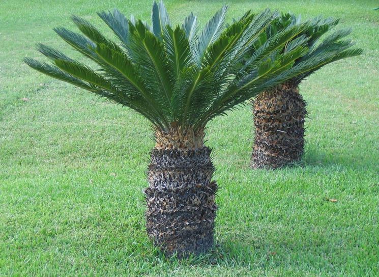 Pianta di Cycas