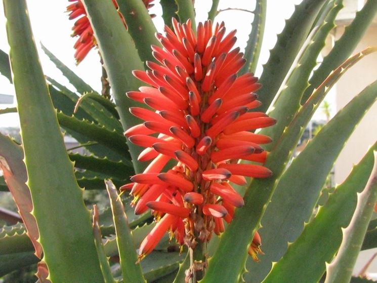 Pianta in vaso di Aloe arborescens