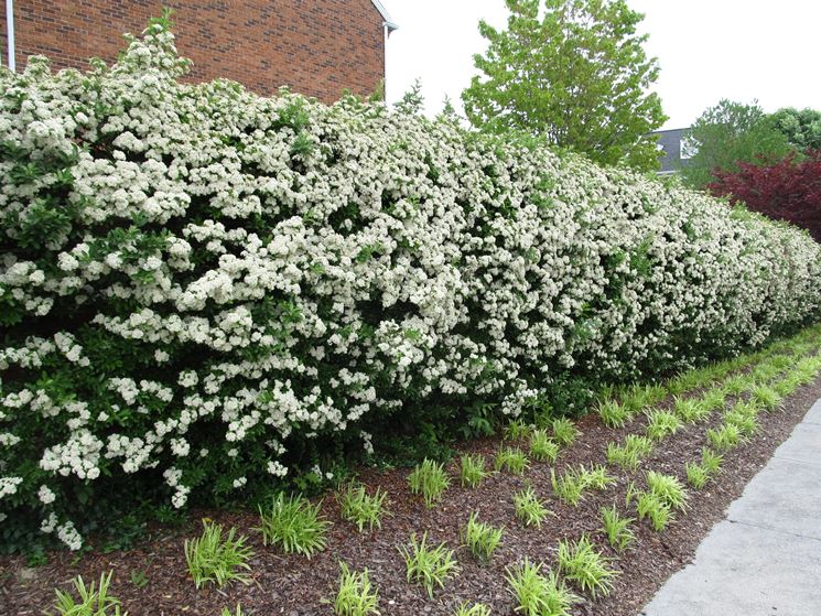 Siepe di pyracantha