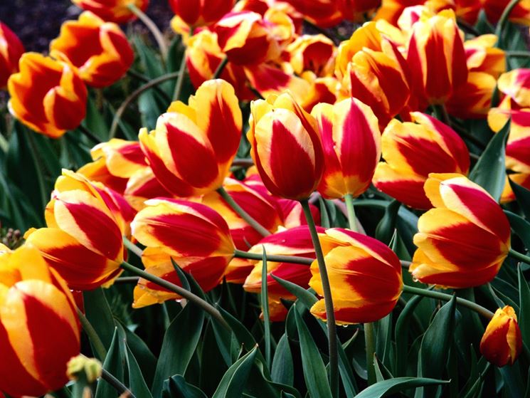 Piante e fiori di Tulipani