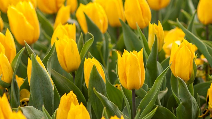 Fiori gialli di Tulipani