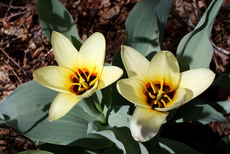 Tulipani water lily