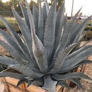 Agave americana