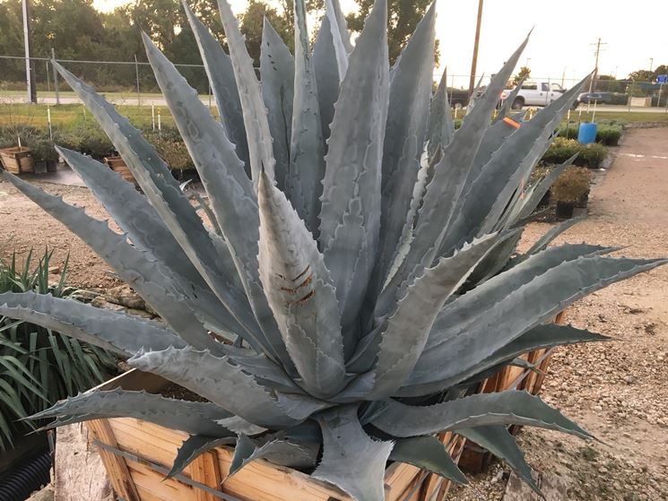 Agave americana