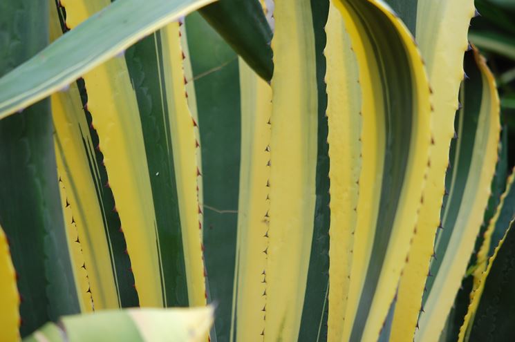 Foglie di Agave americana marginata