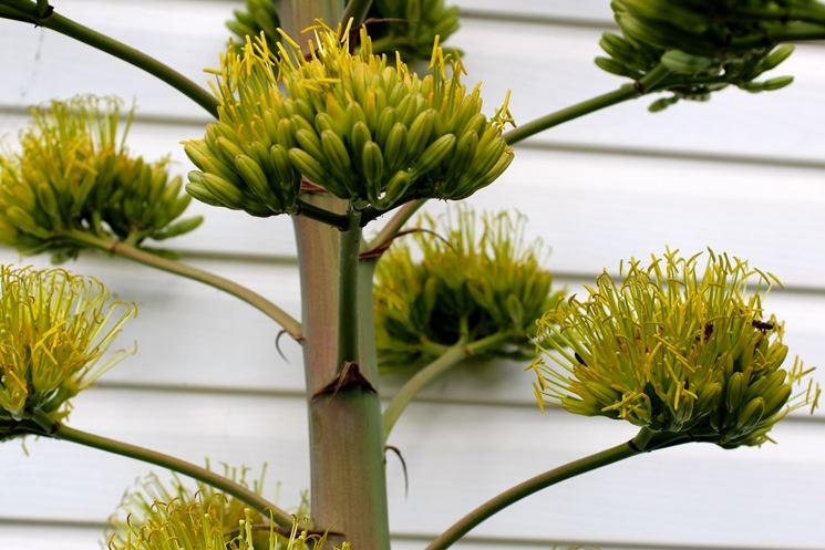 Infiorescenza di Agave americana