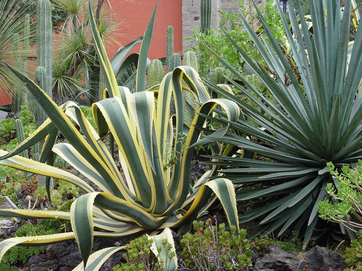 Esemplari Agave