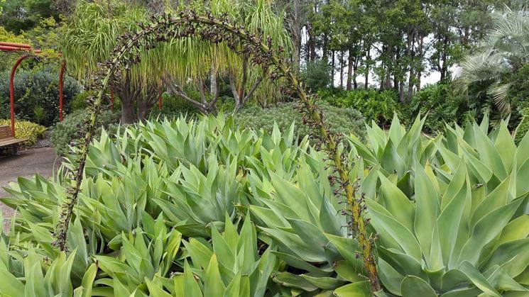 Agave Attenuata