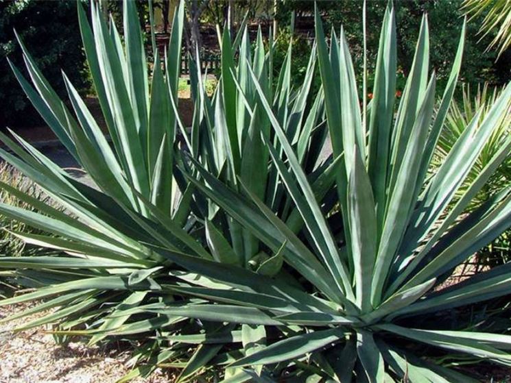 Fibra sisal ricavata dall'agave sisalana<p />