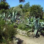 Tipologia di Agave