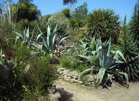 Agave