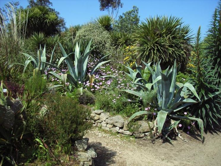 Tipologia di Agave