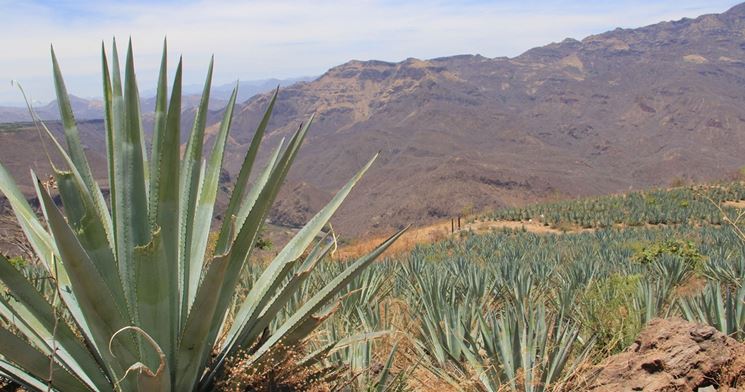 Agave