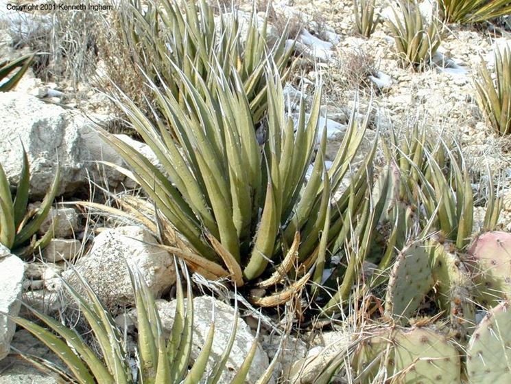 Esemplare di Agave