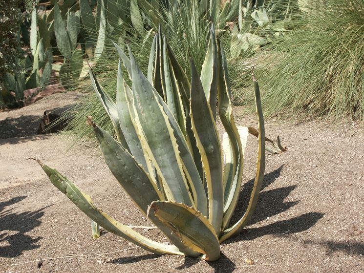 Tipologia di Agave