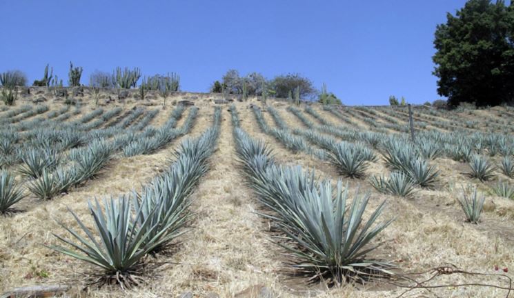 Piante agave