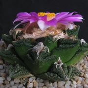 L'Ariocarpus