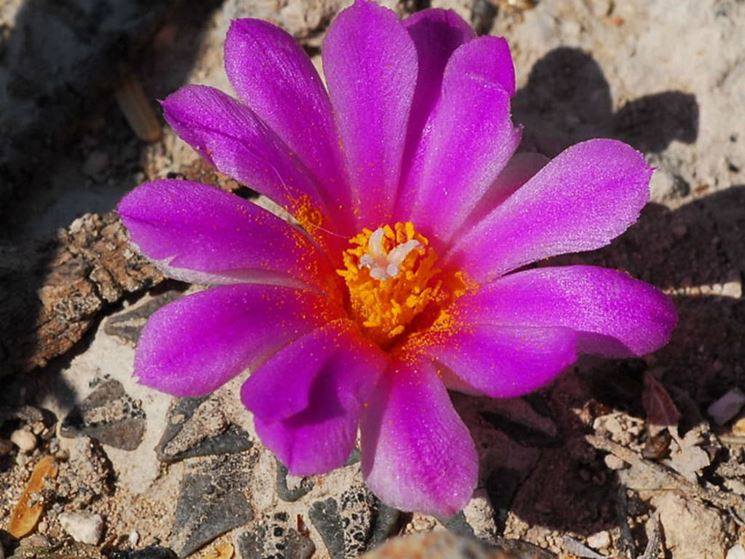 L'Ariocarpus in fiore