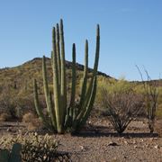 Cactus del deserto in Messico