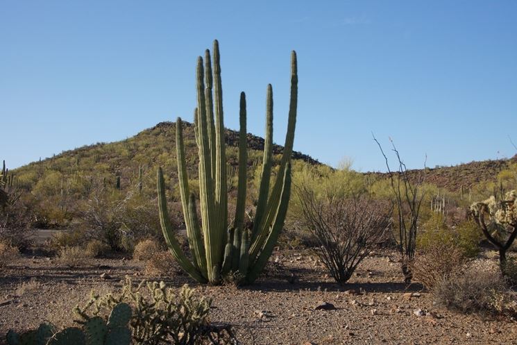 Cactus del deserto in Messico