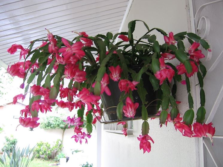 Cactus della foresta del genere Schlumbergera