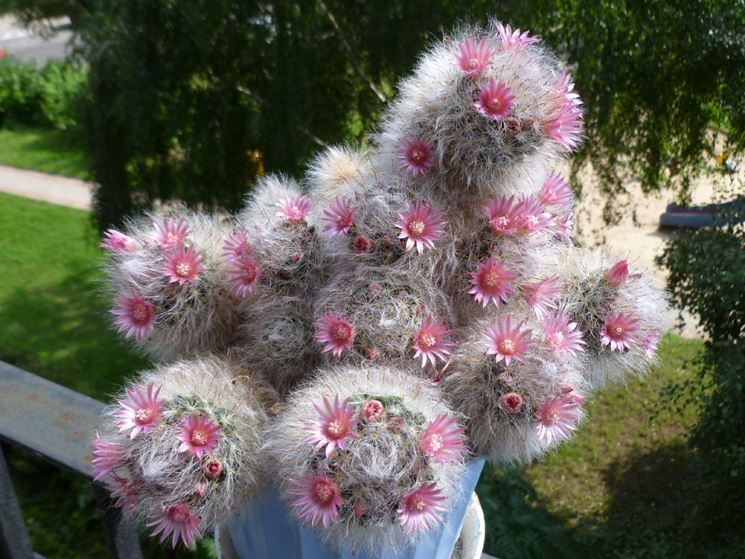 Cactus globoso del genere Mammillaria